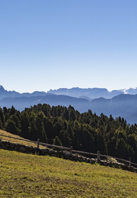 Prato alpino soleggiato sopra un pendio boscoso con catene montuose sotto un cielo azzurro limpido. | © (c) Helmut Rier