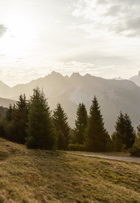 Prato alpino con pini e sentiero nella calda luce serale. | © (c) Axel Bernhart
