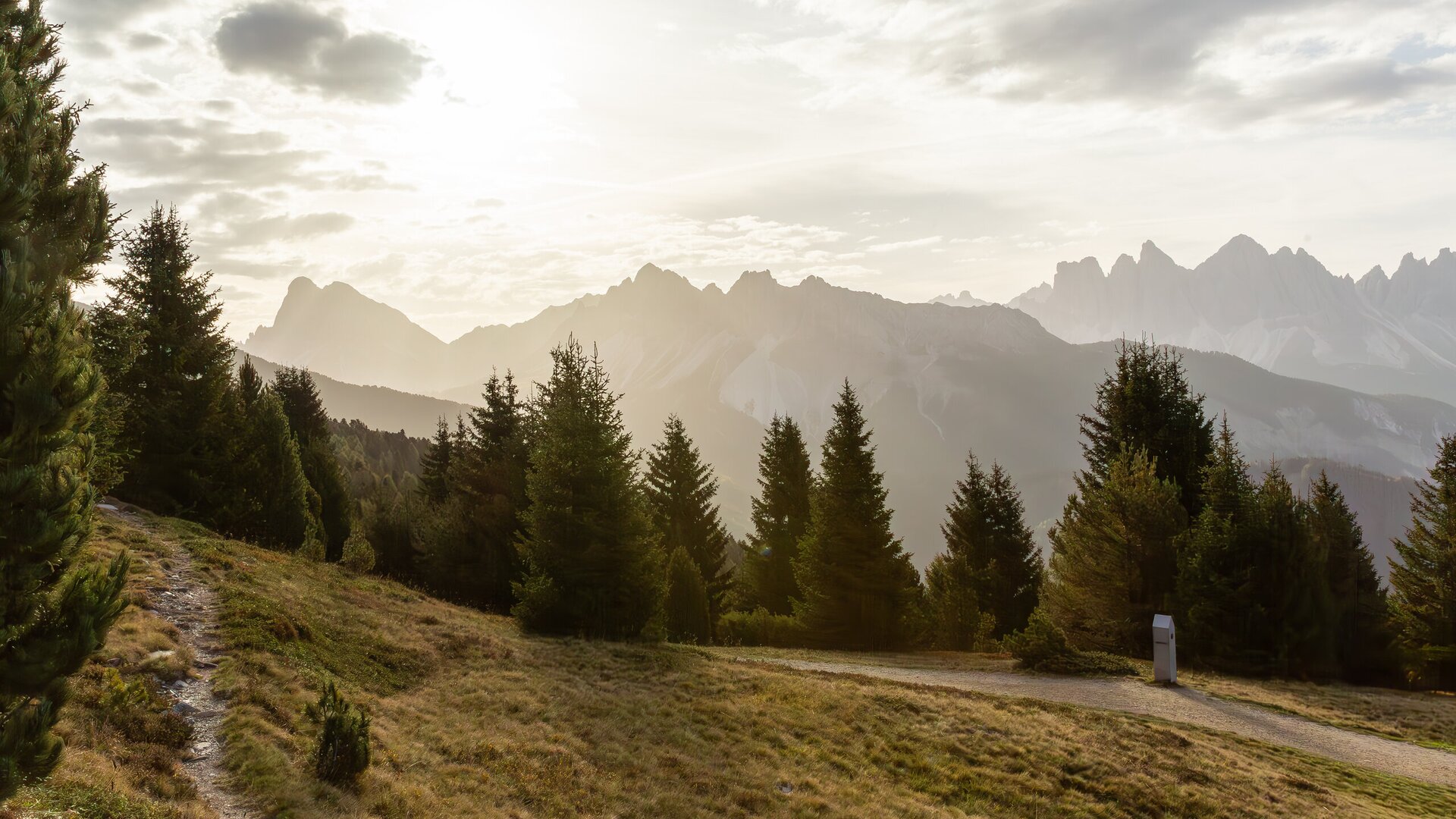 Mountain meadow with pine trees and a trail in golden evening light. | © (c) Axel Bernhart