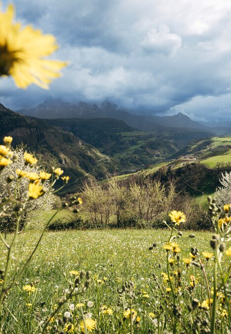 Fiori gialli in un prato verde sopra la valle a Brixen Südtirol sotto un cielo nuvoloso | © (c) Thomas Rötting