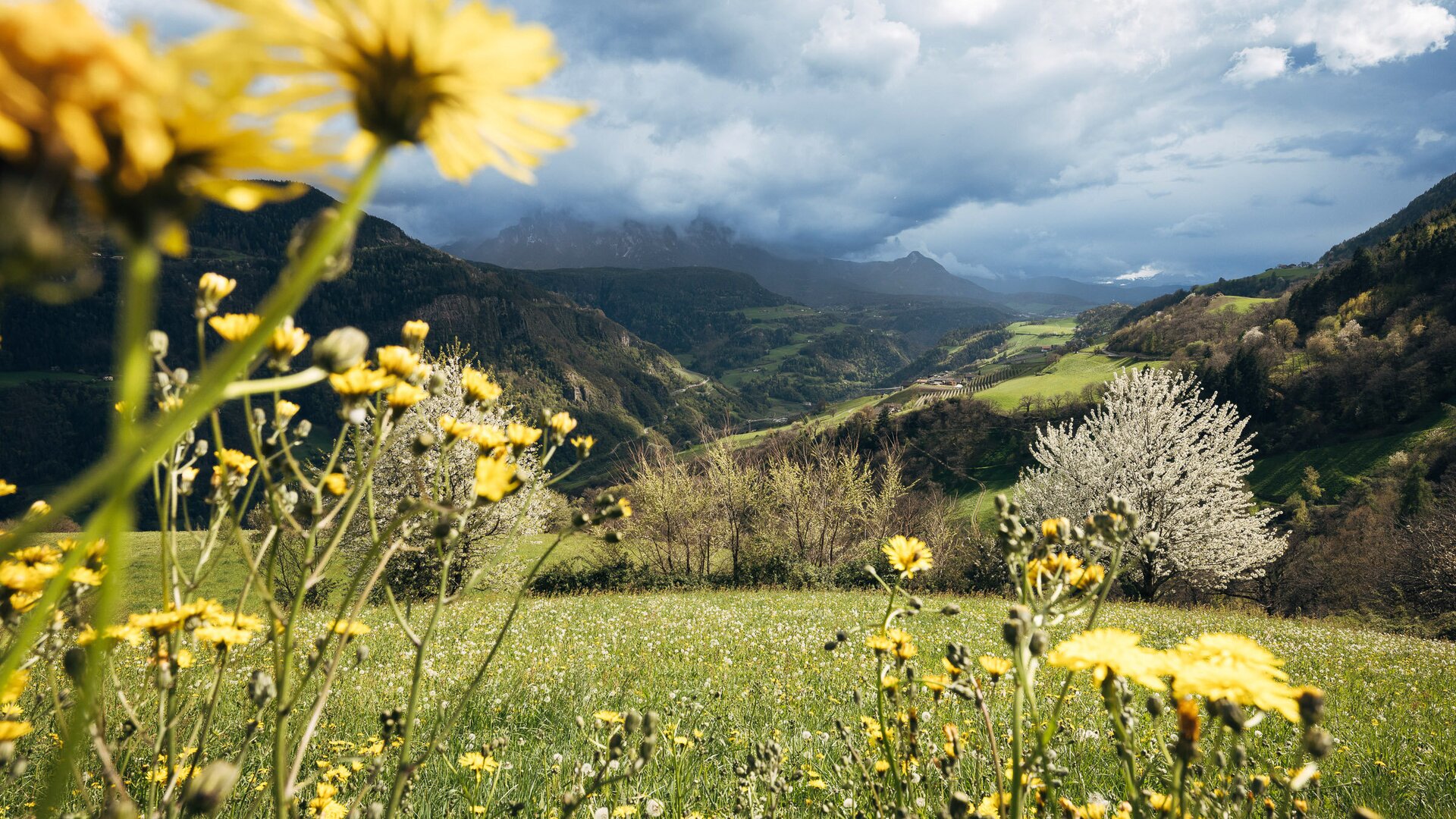 Yellow wildflowers in a green meadow above the valley in Brixen Südtirol under cloudy skies | © (c) Thomas Rötting