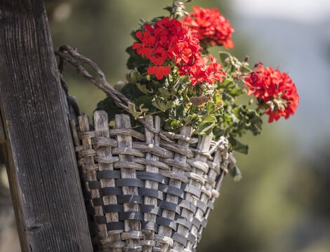 Rote Blumen in einem geflochtenen Korb an einer Holzwand in Brixen Südtirol.