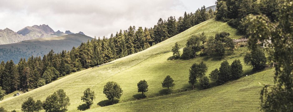 Pendio alpino soleggiato con prati, alberi sparsi, cime montuose e alcune baite. | © Hannes Niederkofler