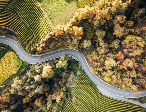 Eine kurvige Straße führt durch herbstliche Weinberge und farbigen Wald in Südtirol. | © Thomas Rötting