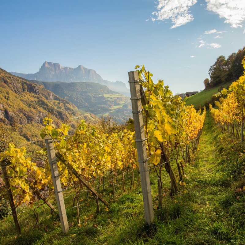 Sonniger Weinberg am Hang mit gelben Herbstblättern und Bergen im Hintergrund bei Brixen Südtirol. | © Wolfgang Gafriller