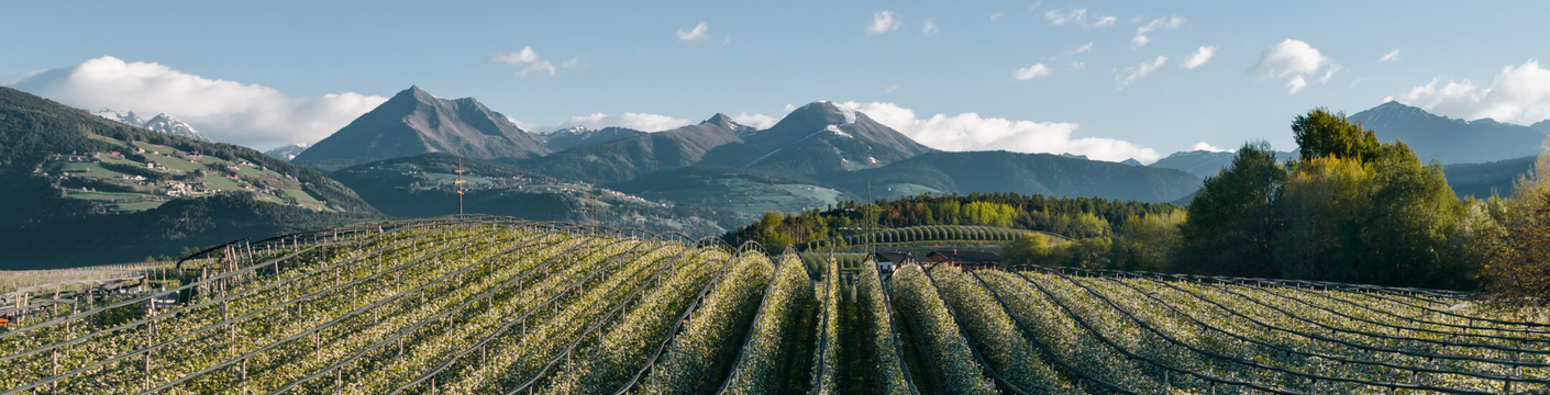 Vineyard rows in a mountain valley under a clear blue sky.