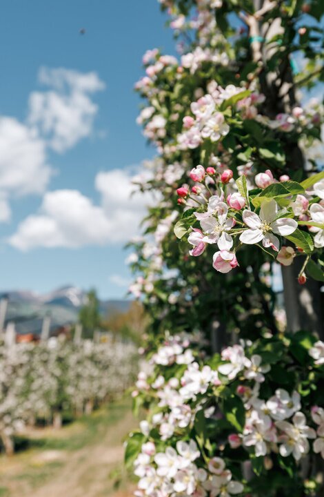Blühender Obstgarten mit rosa-weißen Blüten entlang eines Weges unter blauem Himmel.