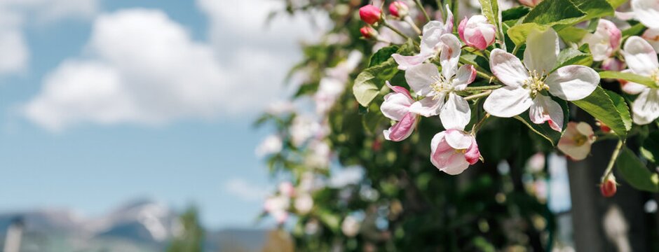 Frutteto in fiore con fiori rosa e bianchi lungo un sentiero sotto il cielo azzurro.