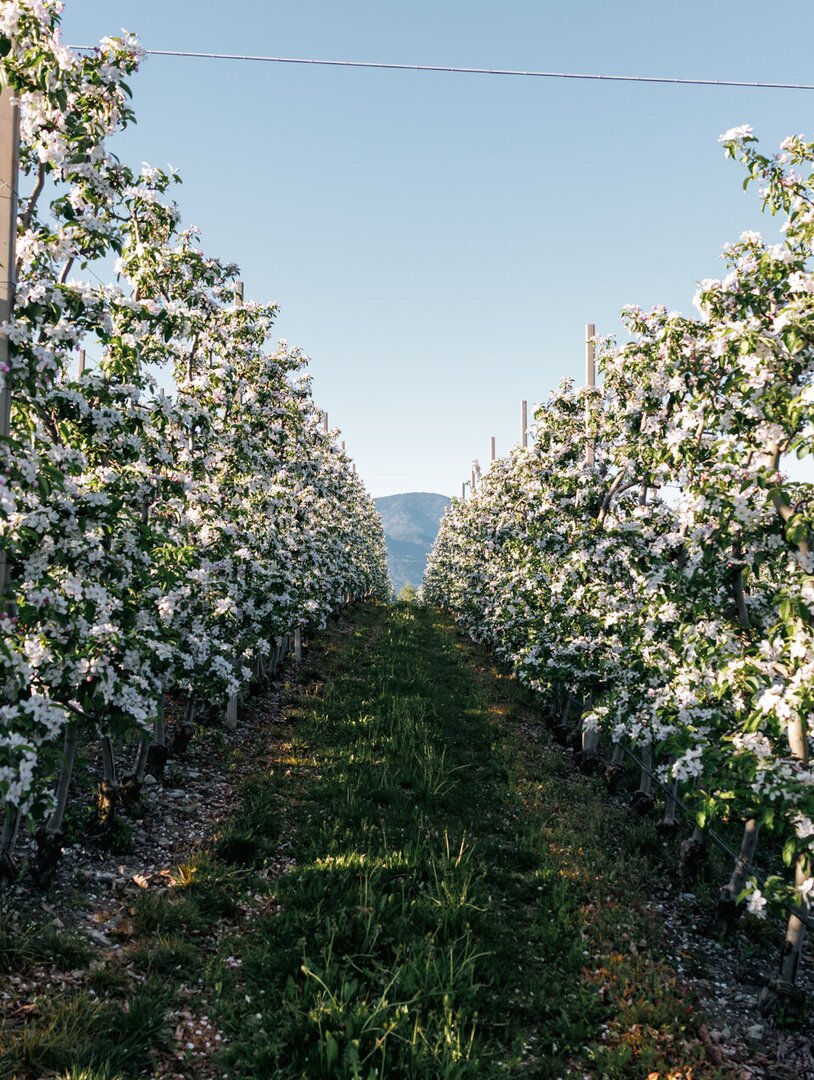 Filari di alberi in fiore con un sentiero erboso e montagne sullo sfondo a Brixen Südtirol.