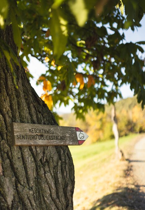 Wegweiser am Baum für den Keschtnweg an einem sonnigen Herbstpfad bei Brixen Südtirol.