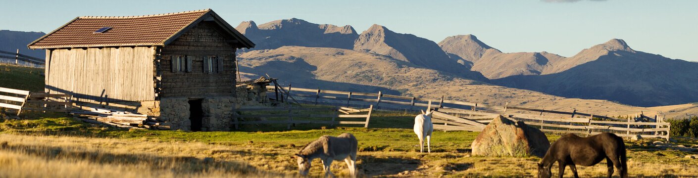 Horses grazing near a wooden hut on an alpine plateau with mountain views in Brixen Südtirol.