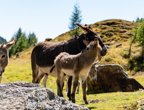 Esel stehen auf einer sonnigen Almwiese mit Felsen und blauem Himmel in Brixen Südtirol.