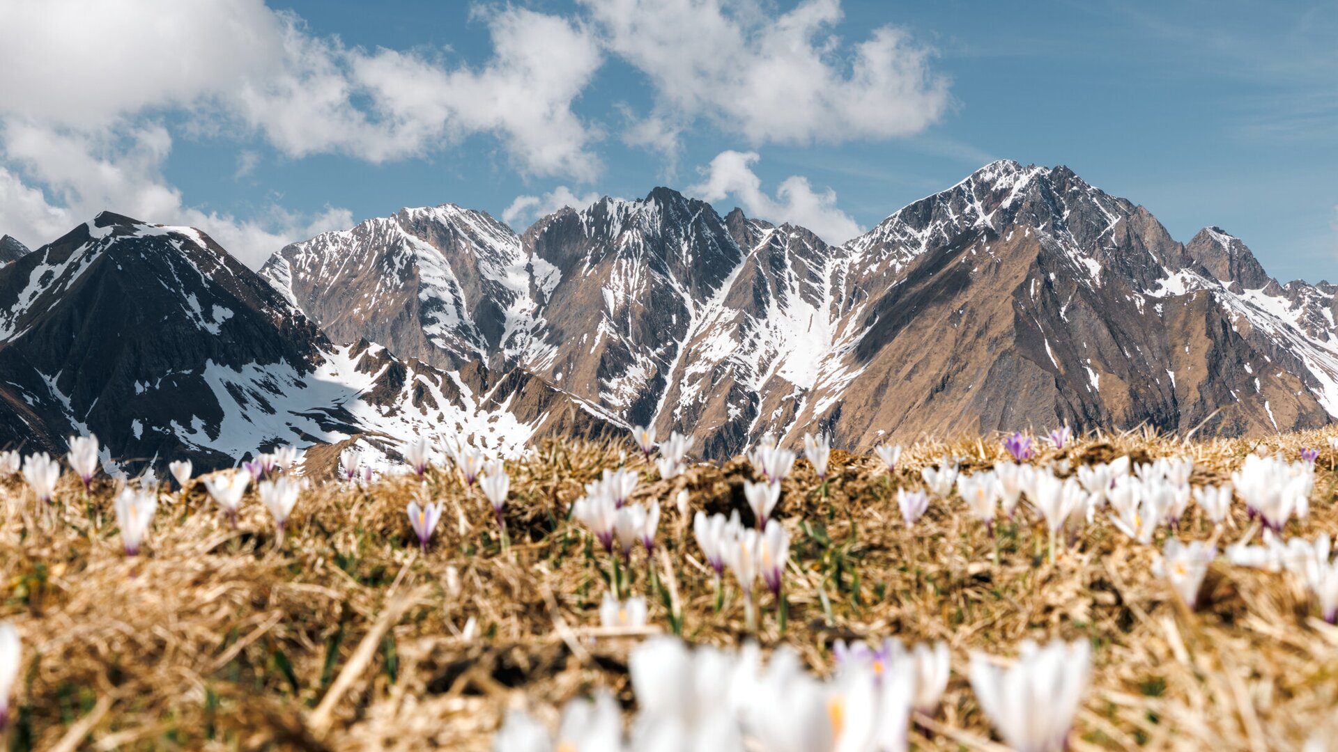 Snowy mountain peaks above a spring meadow with crocuses