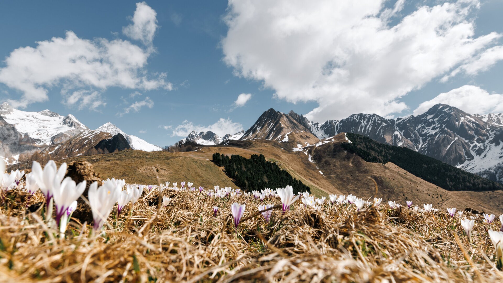 Crocus flowers in a mountain meadow with snowy peaks and a blue sky in Brixen Südtirol