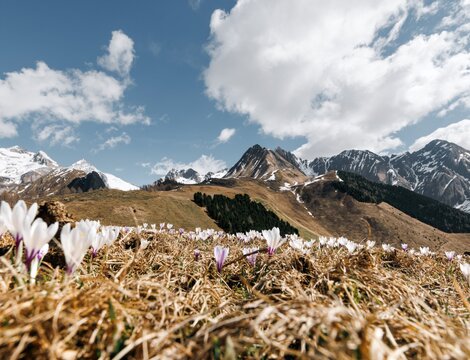 Krokusse auf einer Bergwiese mit schneebedeckten Gipfeln und blauem Himmel in Brixen Südtirol