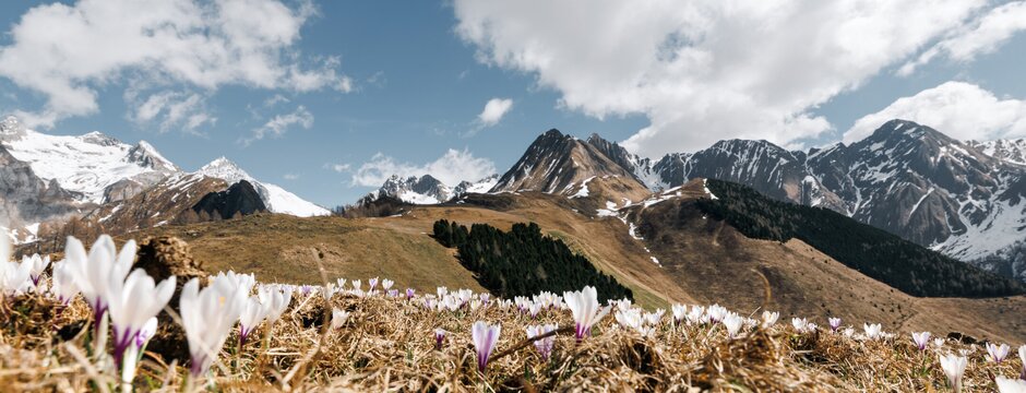 Crocchi su un prato di montagna con cime innevate e cielo azzurro a Brixen Südtirol