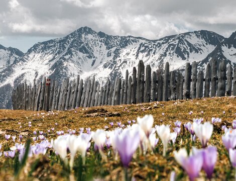 Crocus viola in un prato di montagna con cime innevate e cielo nuvoloso a Brixen Südtirol