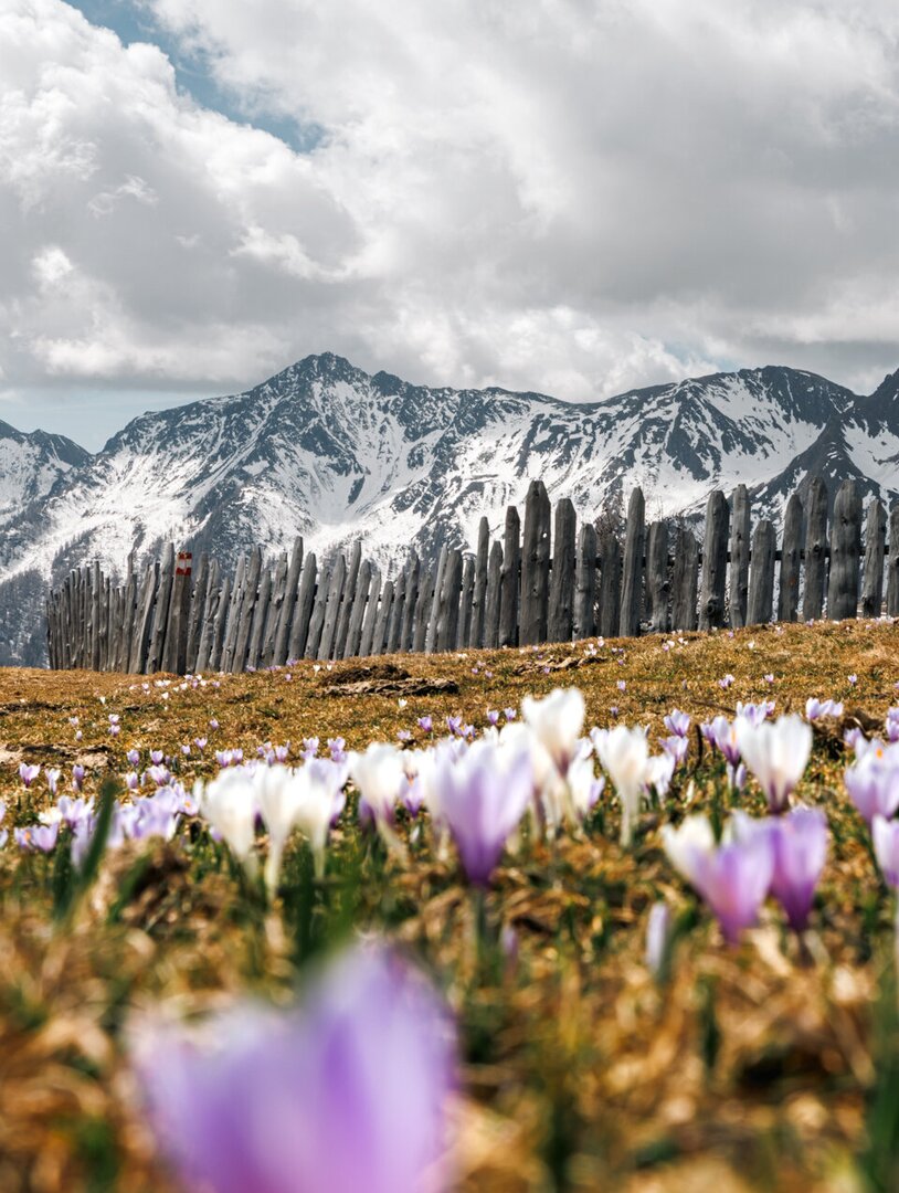 Lila Krokusse auf einer Bergwiese mit verschneiten Gipfeln und Wolkenhimmel in Brixen Südtirol