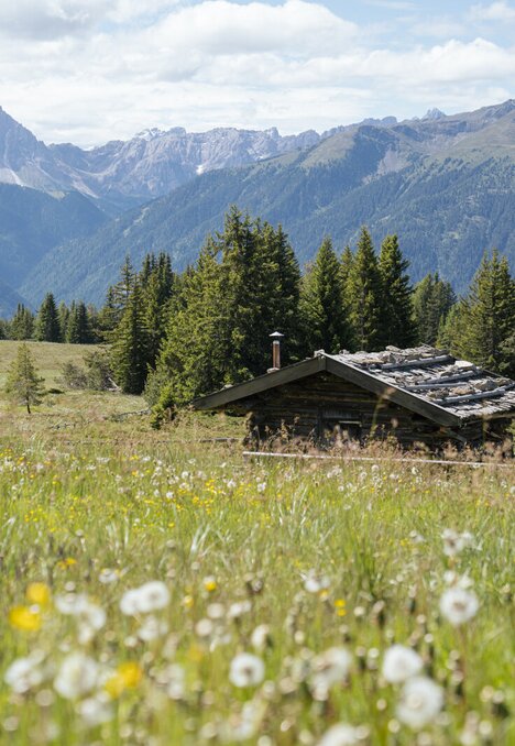 Alpine meadow with a rustic cabin, pine forest and mountain peaks under a blue sky.