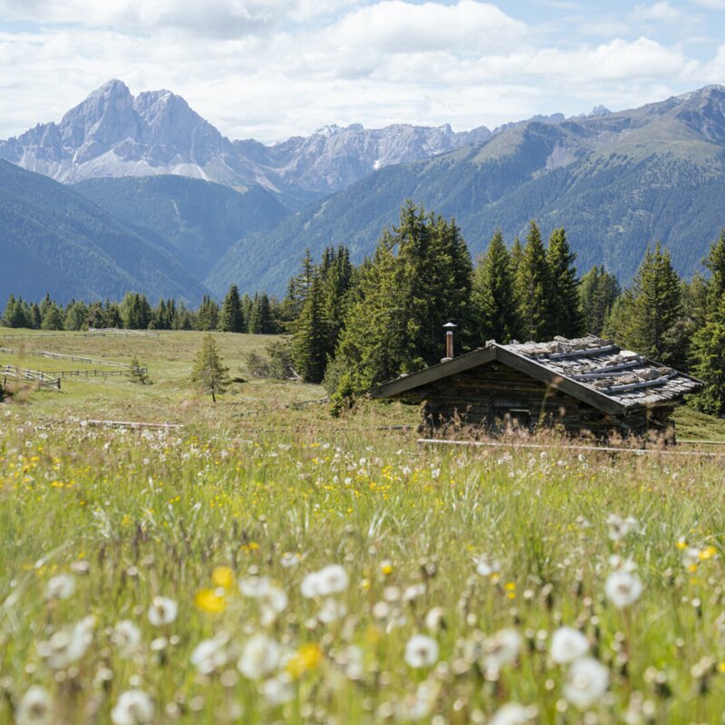 Prato alpino con baita, bosco di conifere e cime montuose sotto un cielo azzurro.