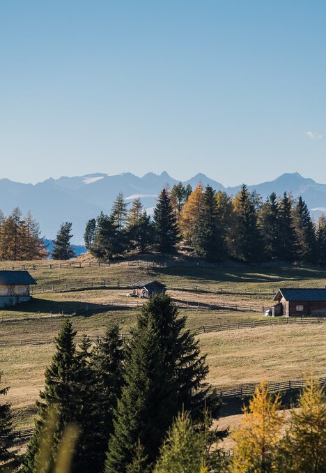 Alpine Wiese mit kleinen Hütten, Fichten und fernen Bergen in Brixen Südtirol.