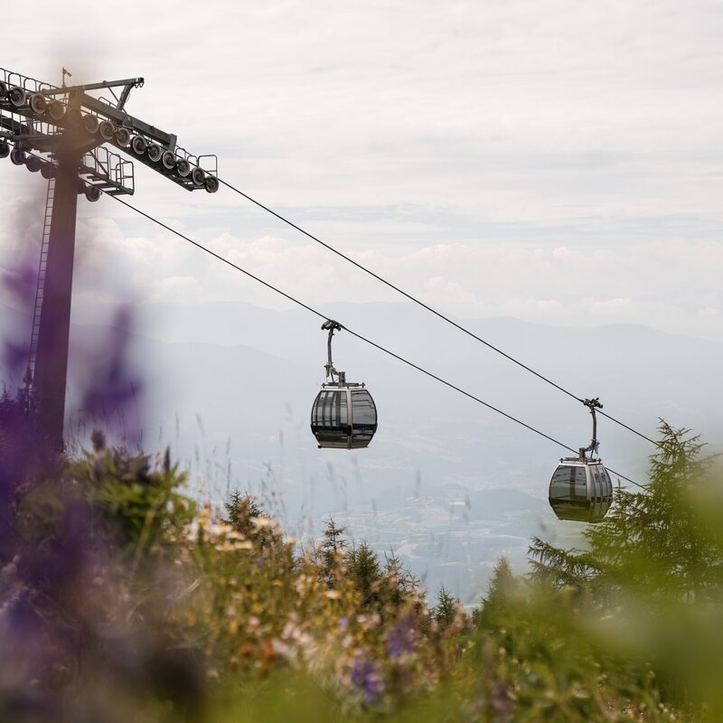 Cable cars glide over a hazy alpine valley with flowers and trees in the foreground.