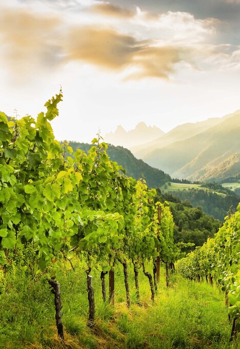 Vigneti su un pendio con una valle verde e cime illuminate dal sole sullo sfondo.