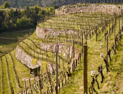Terrassierte Weinberge über dem Tal in Brixen Südtirol.