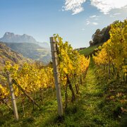 Sunlit vineyard with autumn leaves and mountain views near Brixen Südtirol.