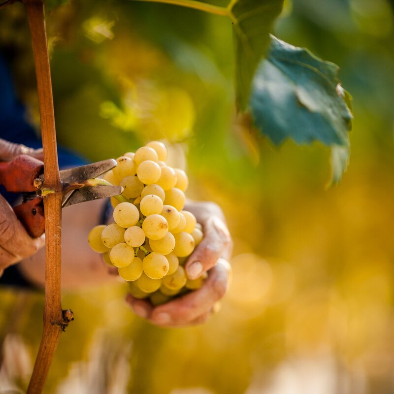Mani che raccolgono un grappolo d’uva bianca in un vigneto soleggiato. | © IDM/Südtirol Wein/Florian Andergassen