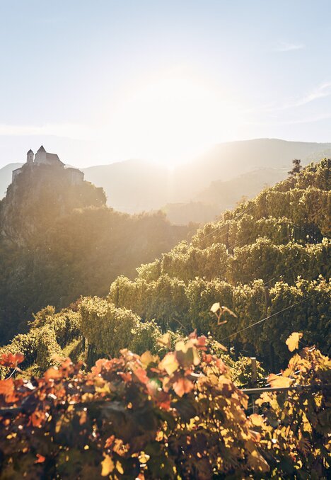 Sonnendurchflutete Terrassenweingärten im Tal mit einer Burg auf dem Hügel bei Sonnenaufgang.