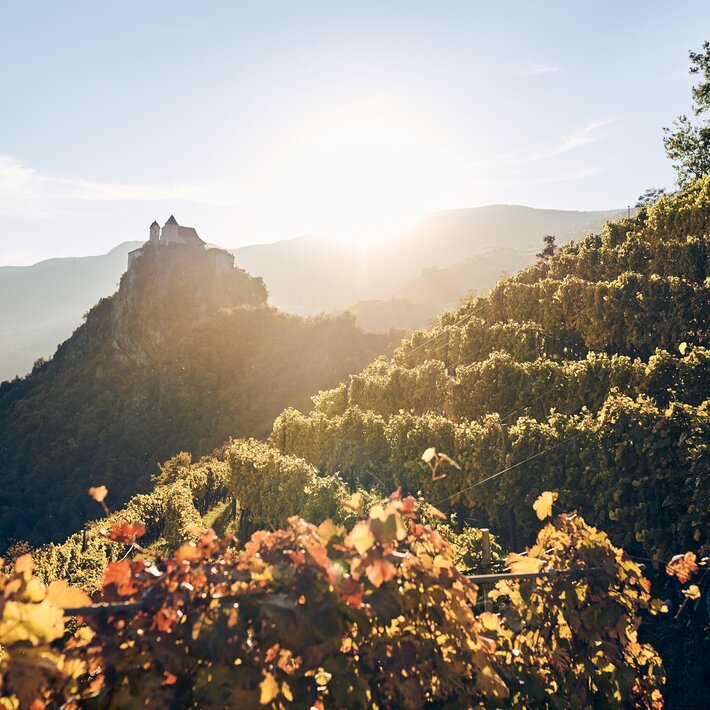 Sunlit terraced vineyards in a valley with a hilltop castle at sunrise.