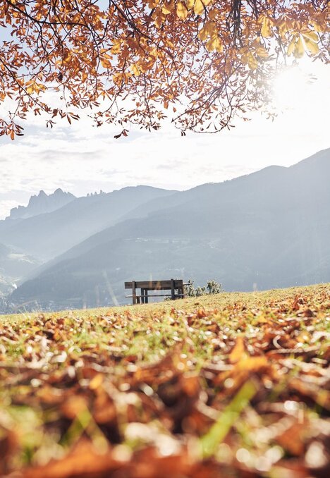 Due escursionisti camminano in un prato autunnale con vista sulle montagne e alberi illuminati dal sole. | © IDM Südtirol-Alto Adige/Manuel Ferrigato