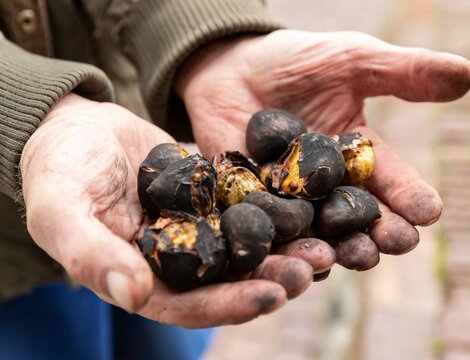 Hands holding roasted chestnuts, darkened by fire. | © IDM Südtirol-Alto Adige/Damian Pertoll