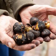 Mani che tengono castagne arrostite, annerite dal fuoco. | © IDM Südtirol-Alto Adige/Damian Pertoll