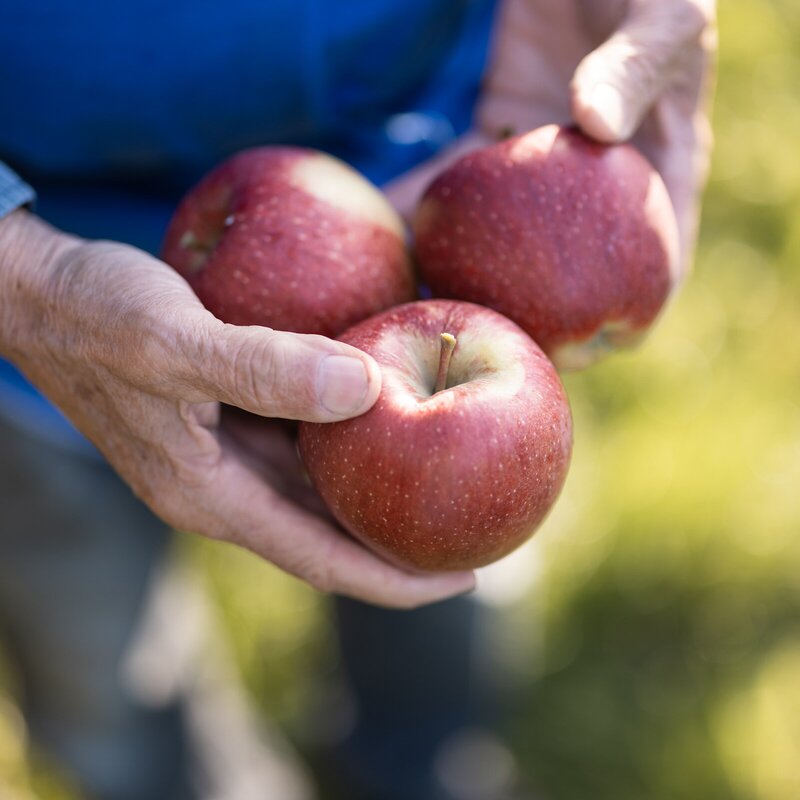 Hände halten drei rote Äpfel im Freien
