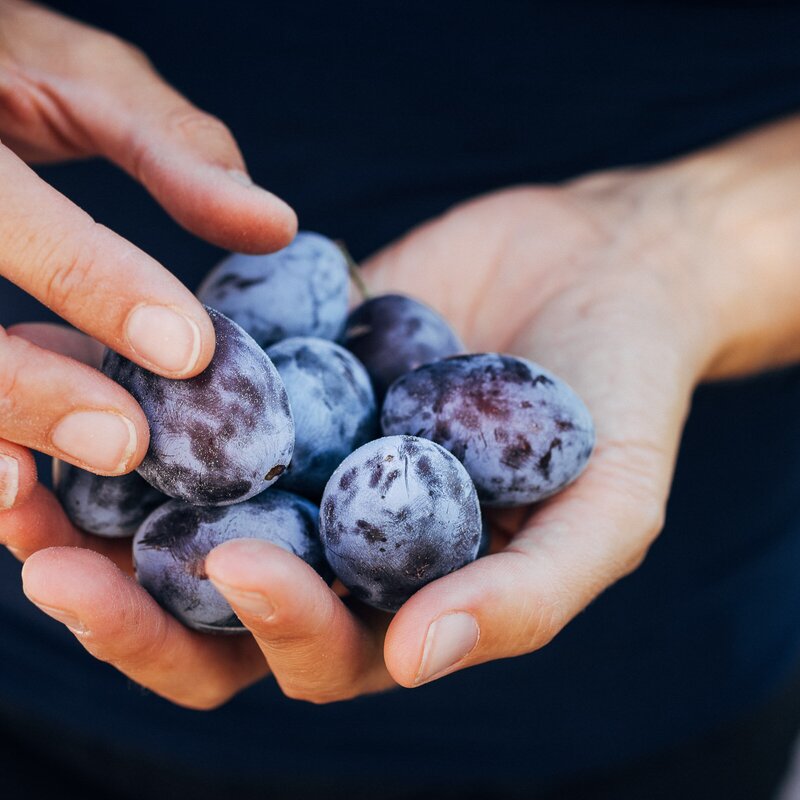 Hände halten reife, violette Pflaumen