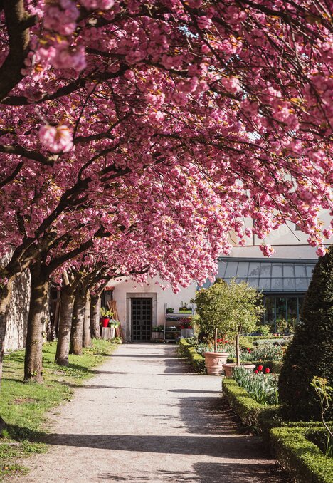 Alberi in fiore rosa lungo un sentiero di giardino accanto a un edificio a Brixen Südtirol.