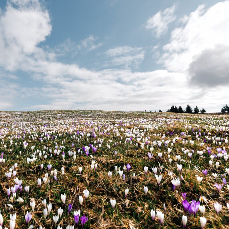 Krokuswiese in Blüte auf einem Plateau unter teils bewölktem Himmel.