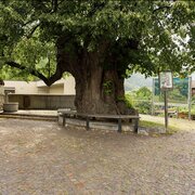 Alte Linde Aicha | © IDM Südtirol-Alto Adige/Hannes Vikoler